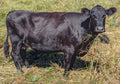 425-450 lbs grass fed beef
