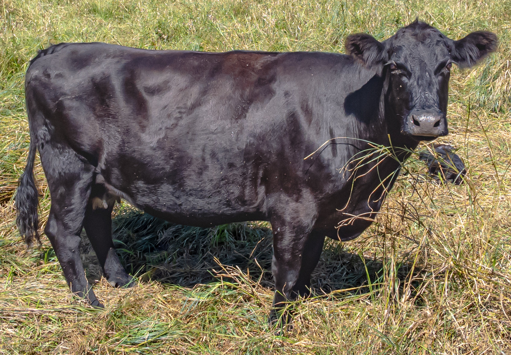 425-450 lbs grass fed beef